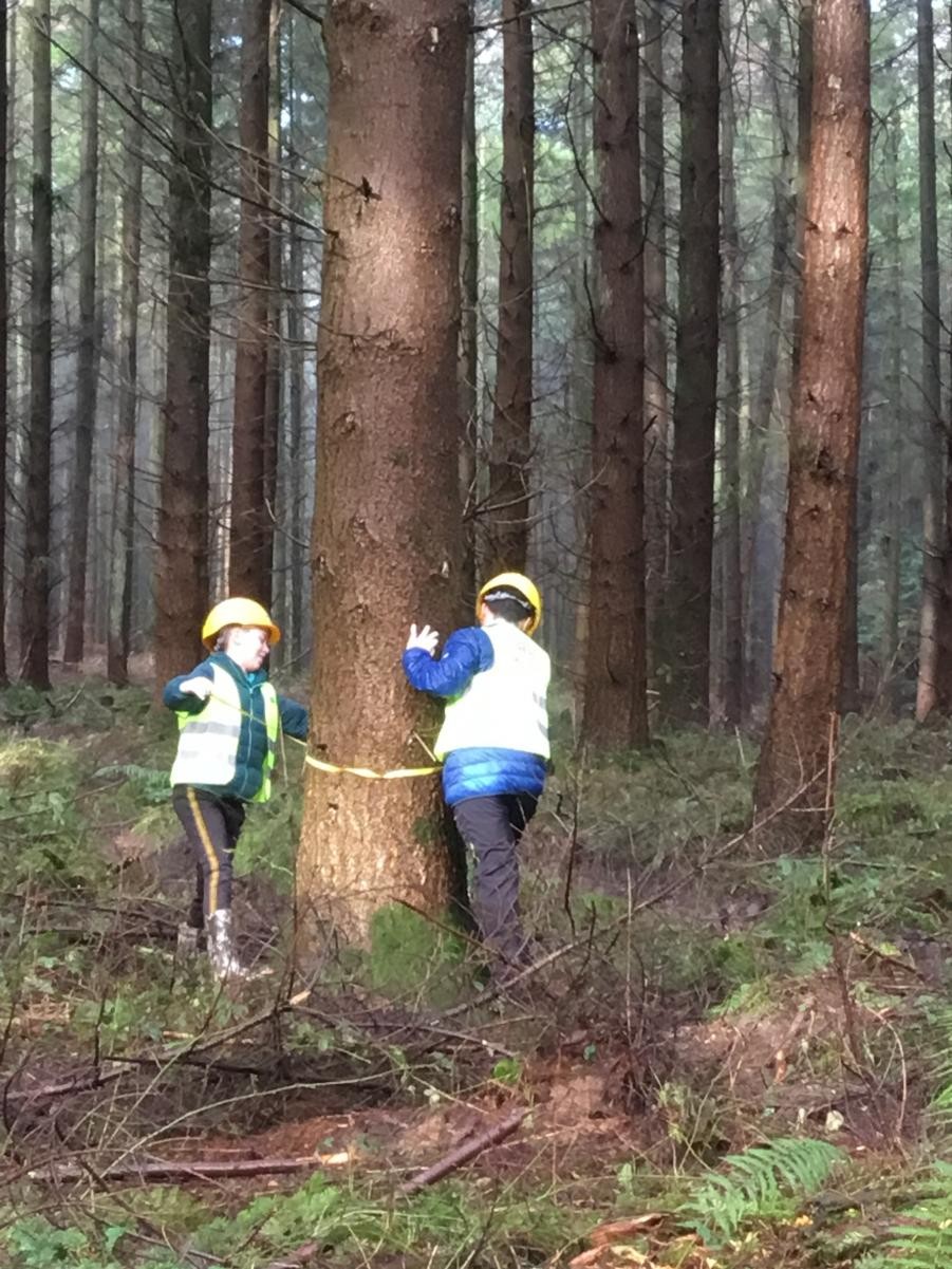 Measuring the girth of trees 