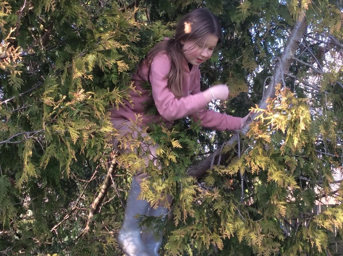 Tree climbing