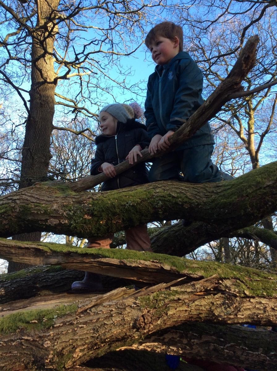 Tree climbing in the woods.