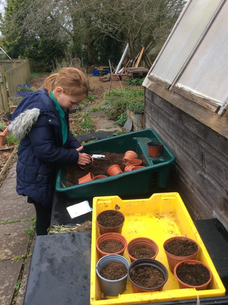 An expert seed planter.  Watch out for her Basil and Sweet peas later in the year.