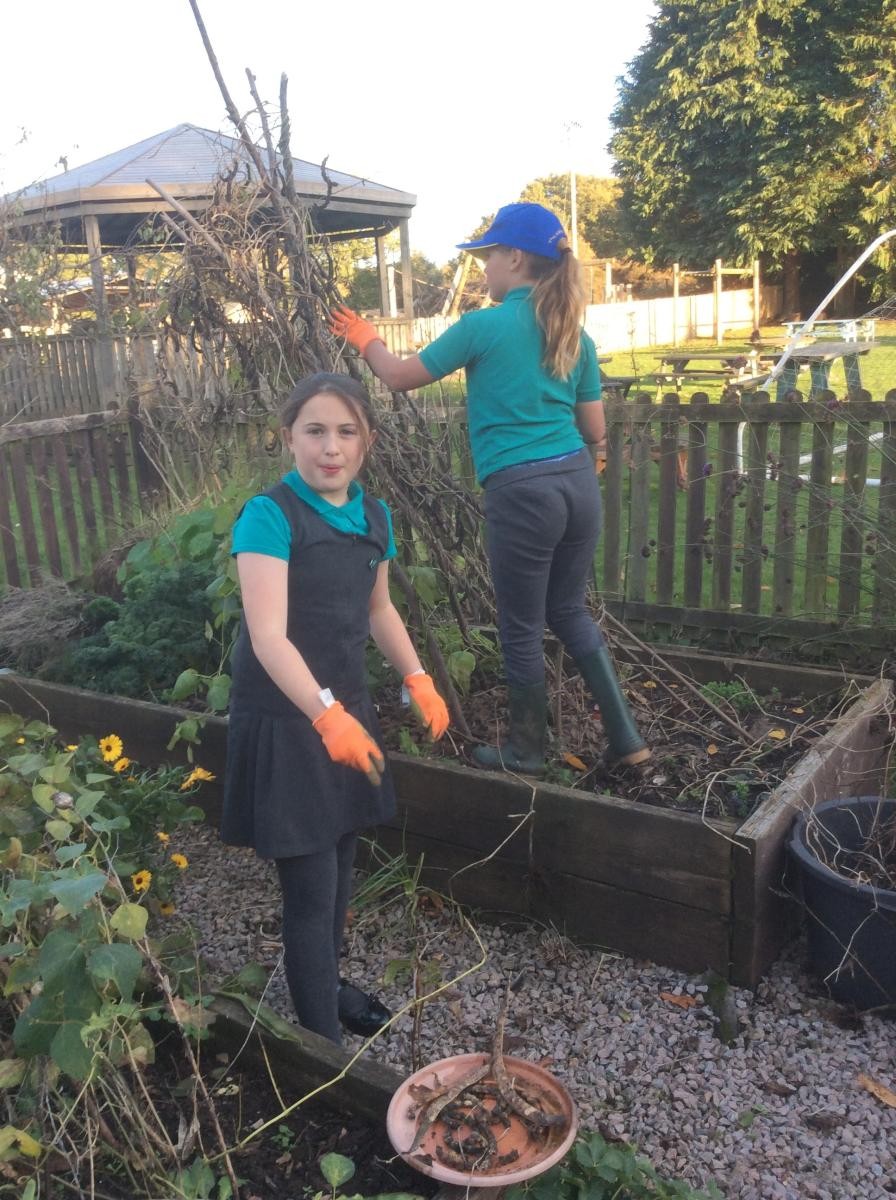 Clearing some of the garden and collecting bean seeds.