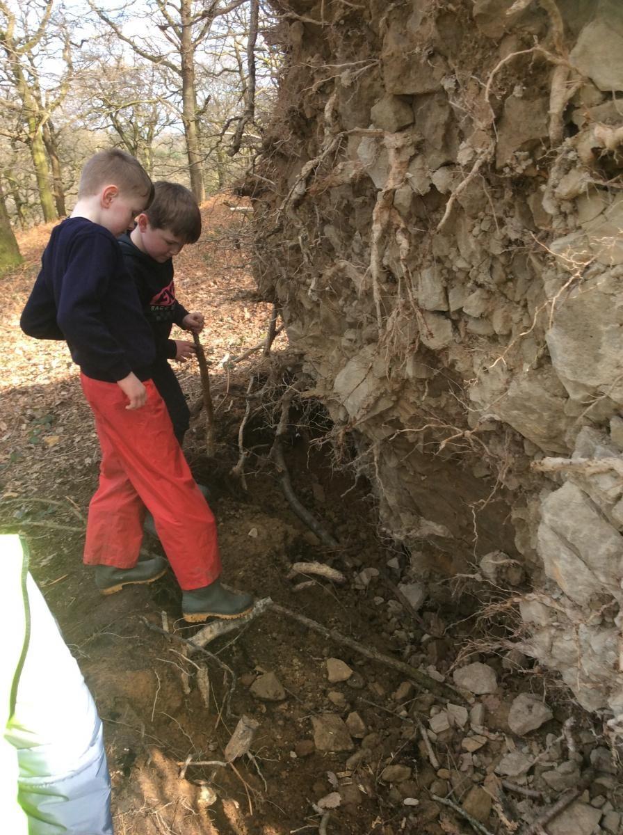 Observing the roots and soil type around them