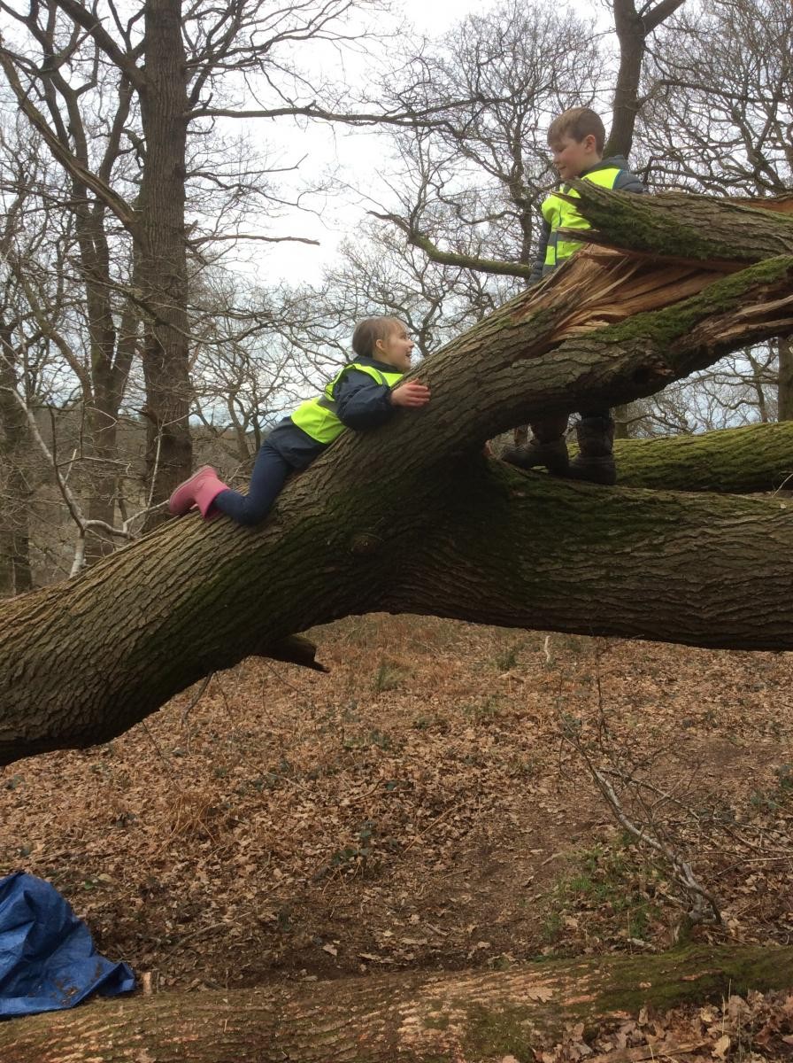 Lots of tree climbing on the fallen oaks.