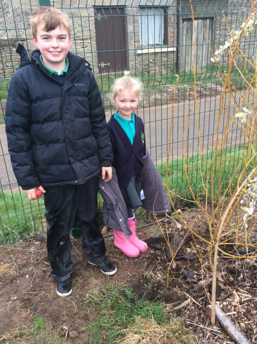Adding more willow where they have died.