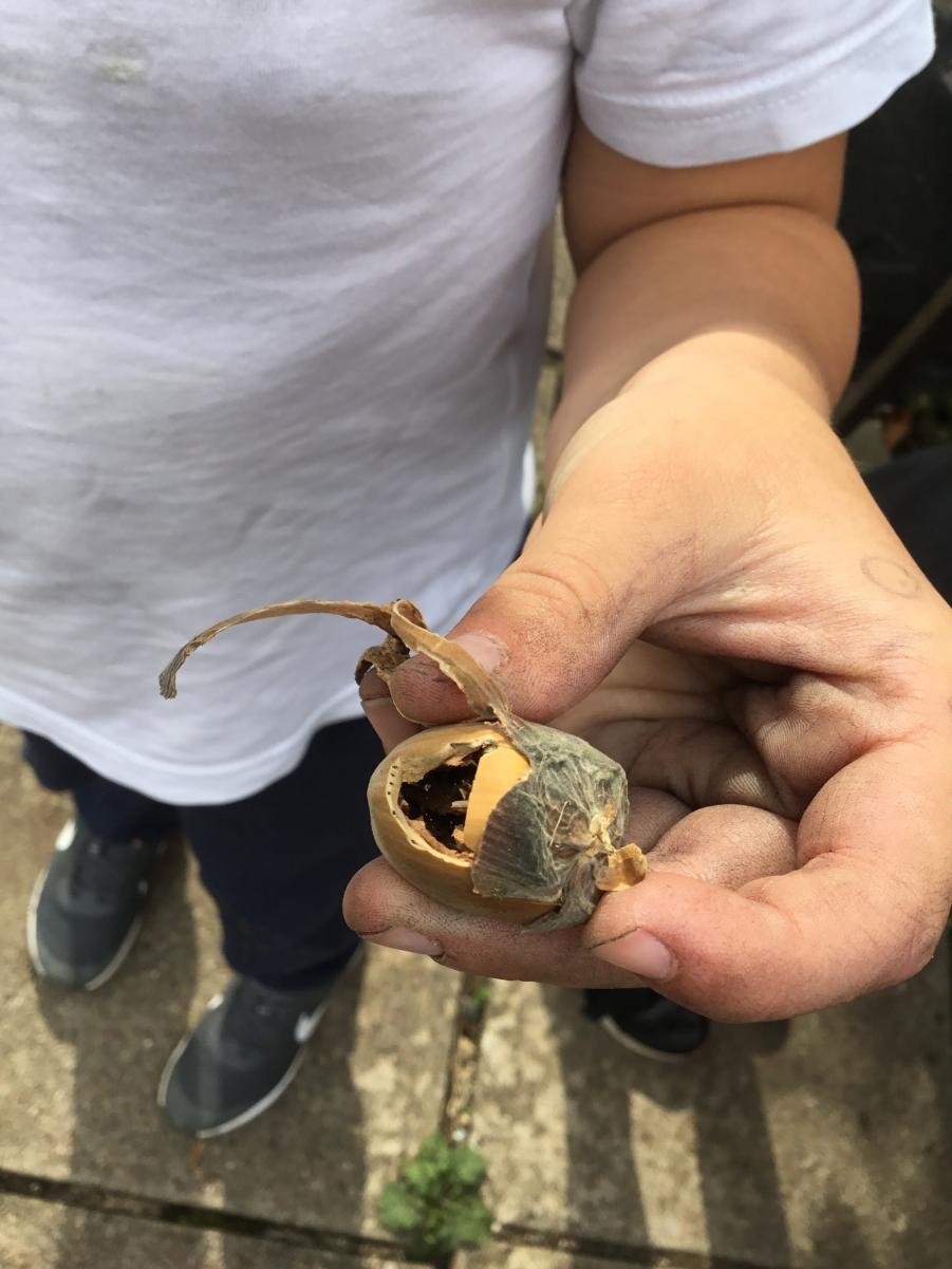 We found a hazel nut which a sneaky creature, probably a squirrel had eaten the nut.