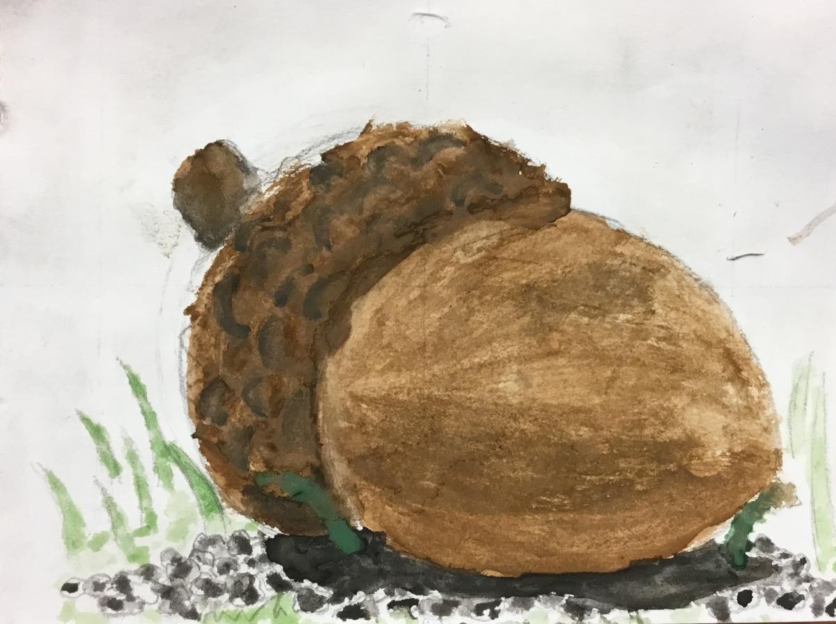 Watercolour Painting 
Acorn
- Sycamore