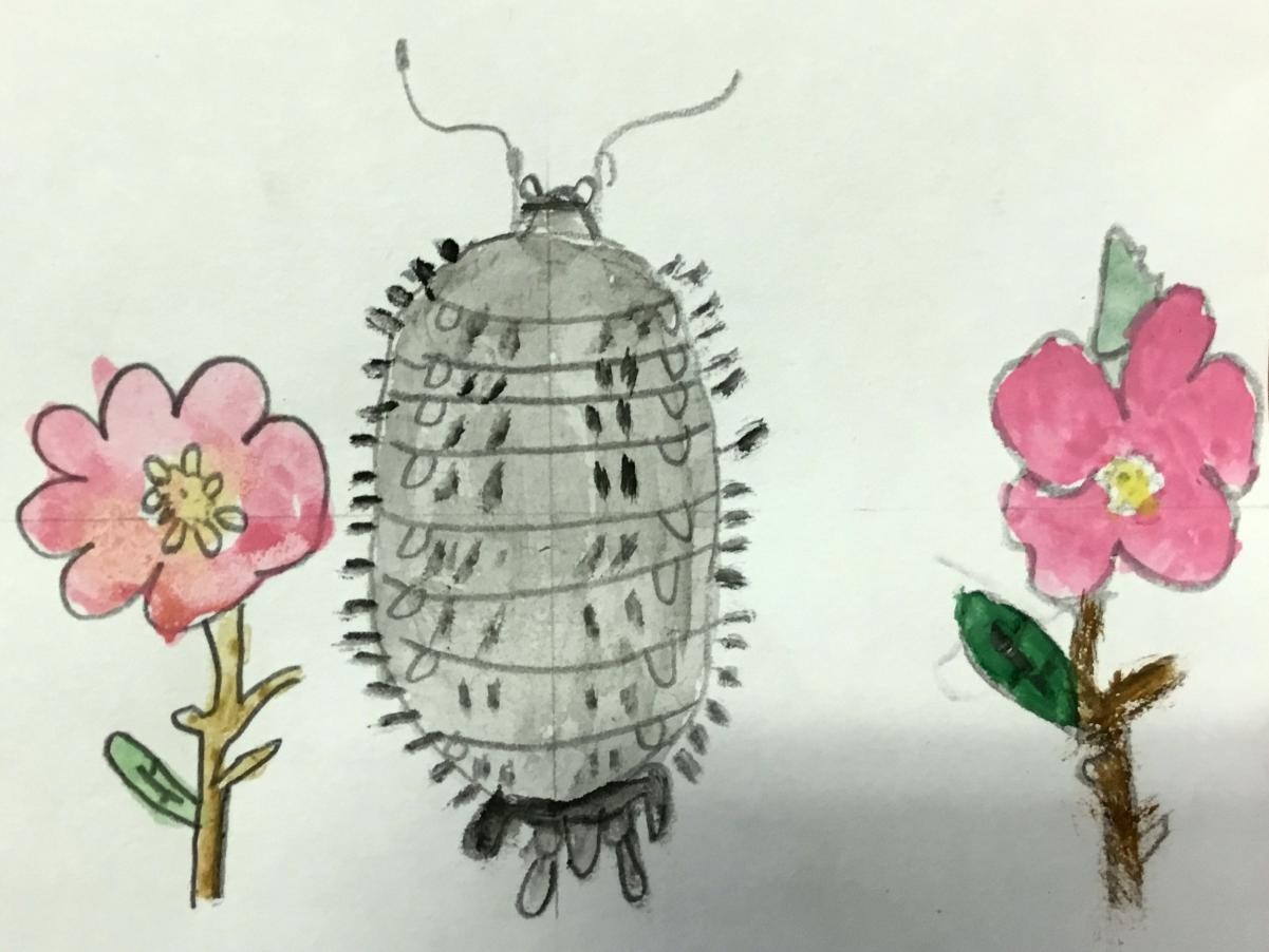 Watercolour Painting 
Woodlouse
- Sycamore