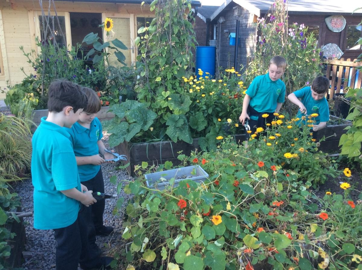 Collecting seeds for next year.