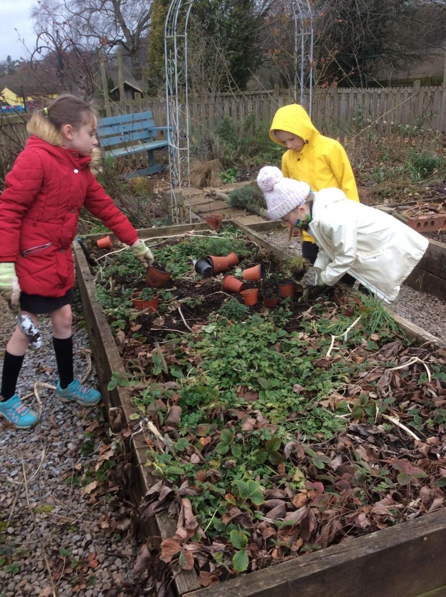 Planting up strawberries to take home