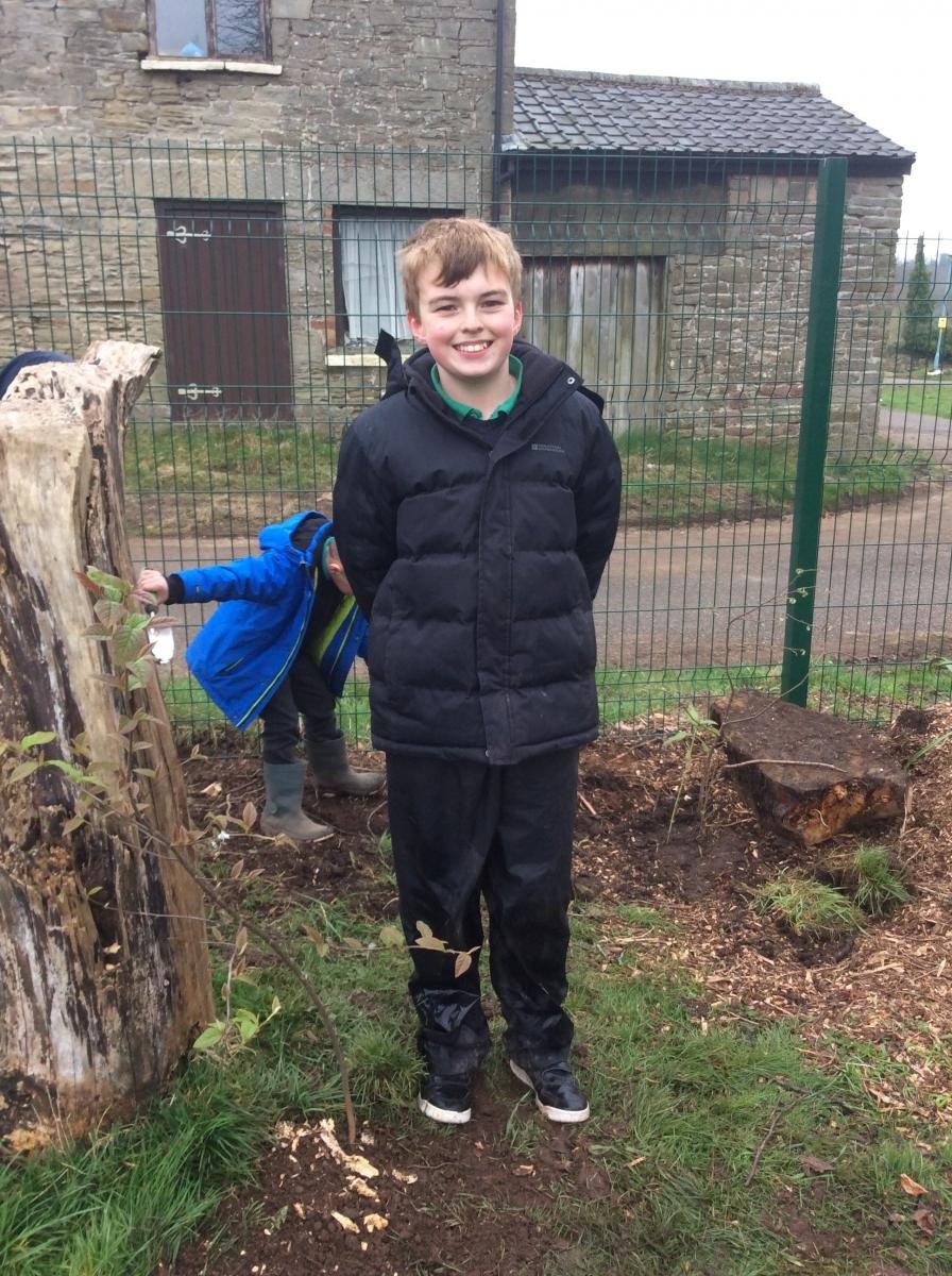 A tricky replacement Cotoneaster next to a rotting stump.  Year 6 muscles needed!