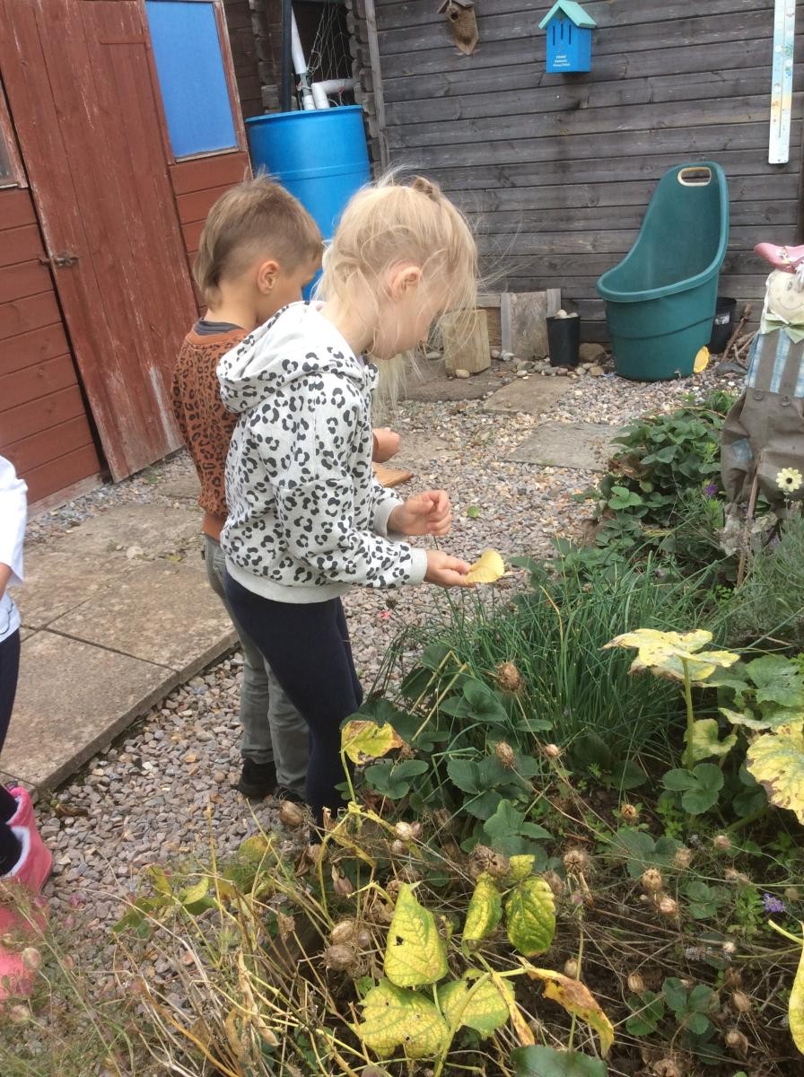 Collecting seeds