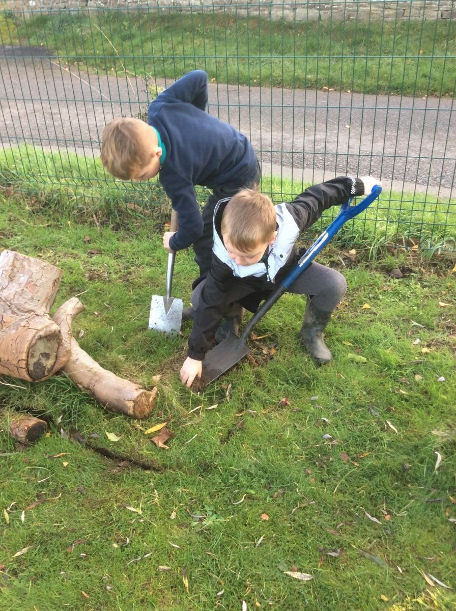 Digging a hole in preparation for moving the cherry tree from the front of the school where it was not thriving due to drought.
