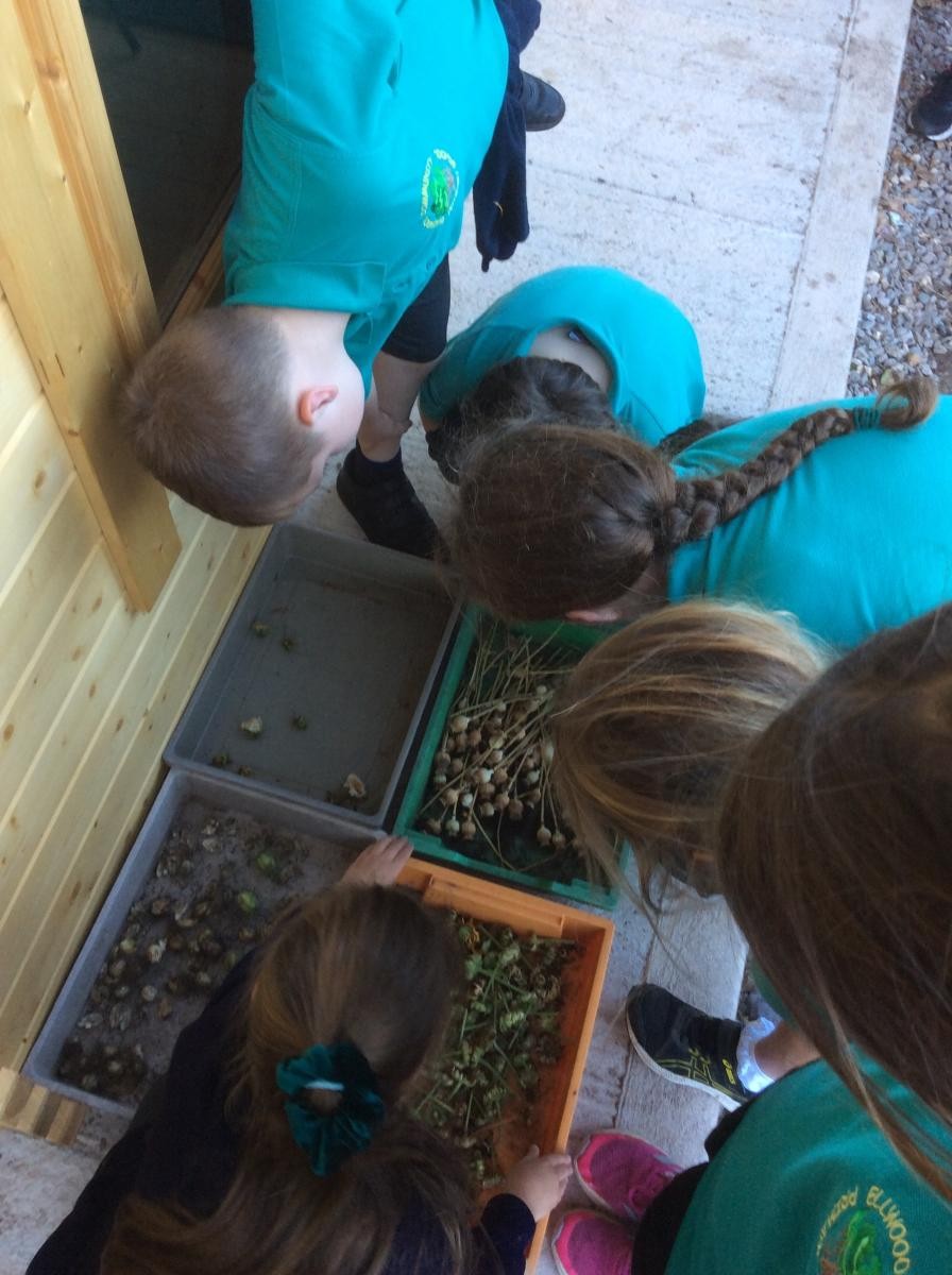 Seed sorting for drying.