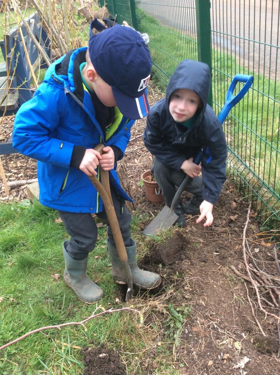 Planting some new hazel trees.