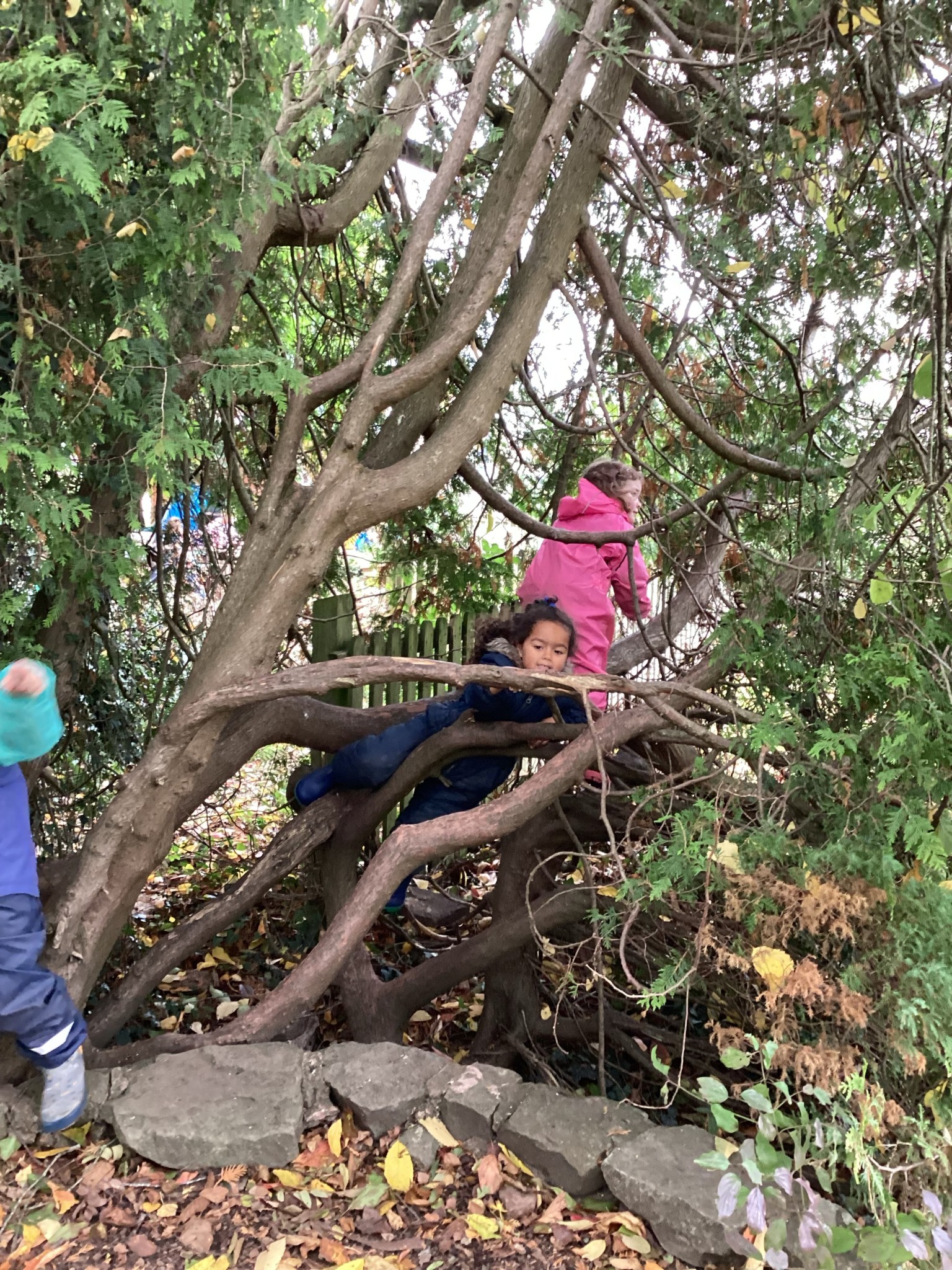 Forest Adventures