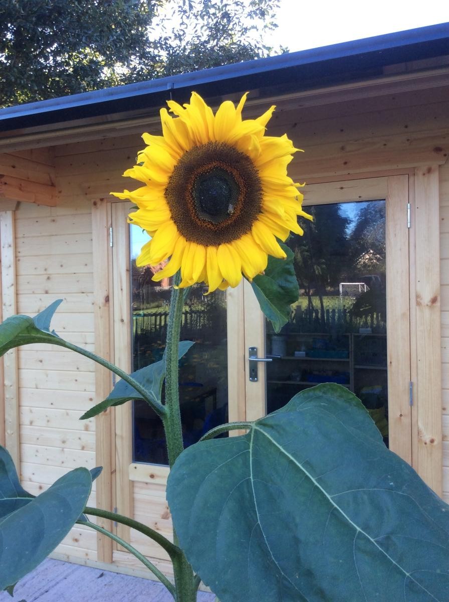 We have some glorious sunflowers.