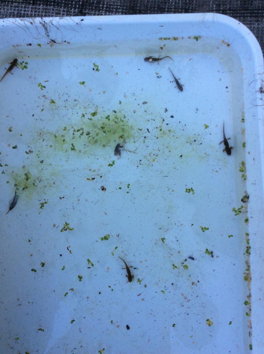 Some of this years common newts.