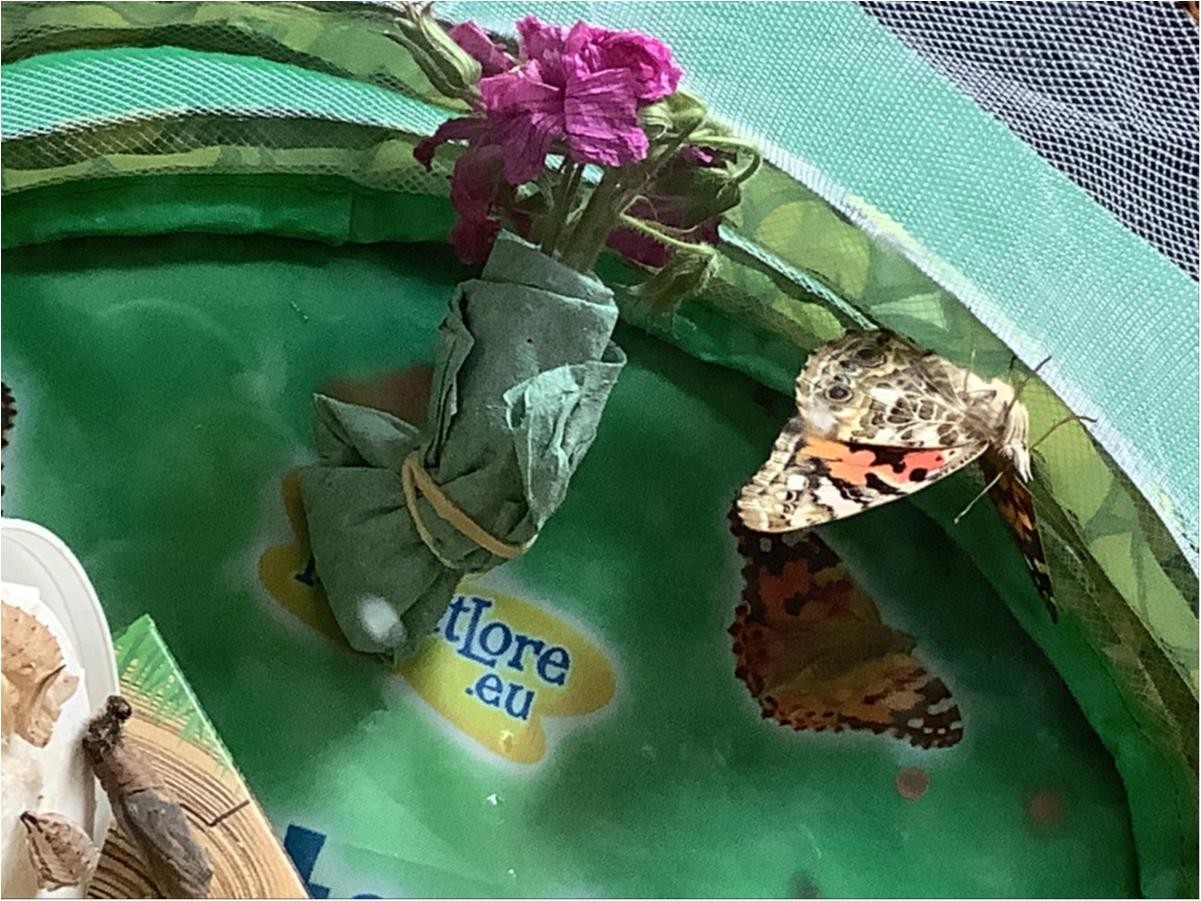 We all enjoyed watching a butterfly come out of its chrysalis.