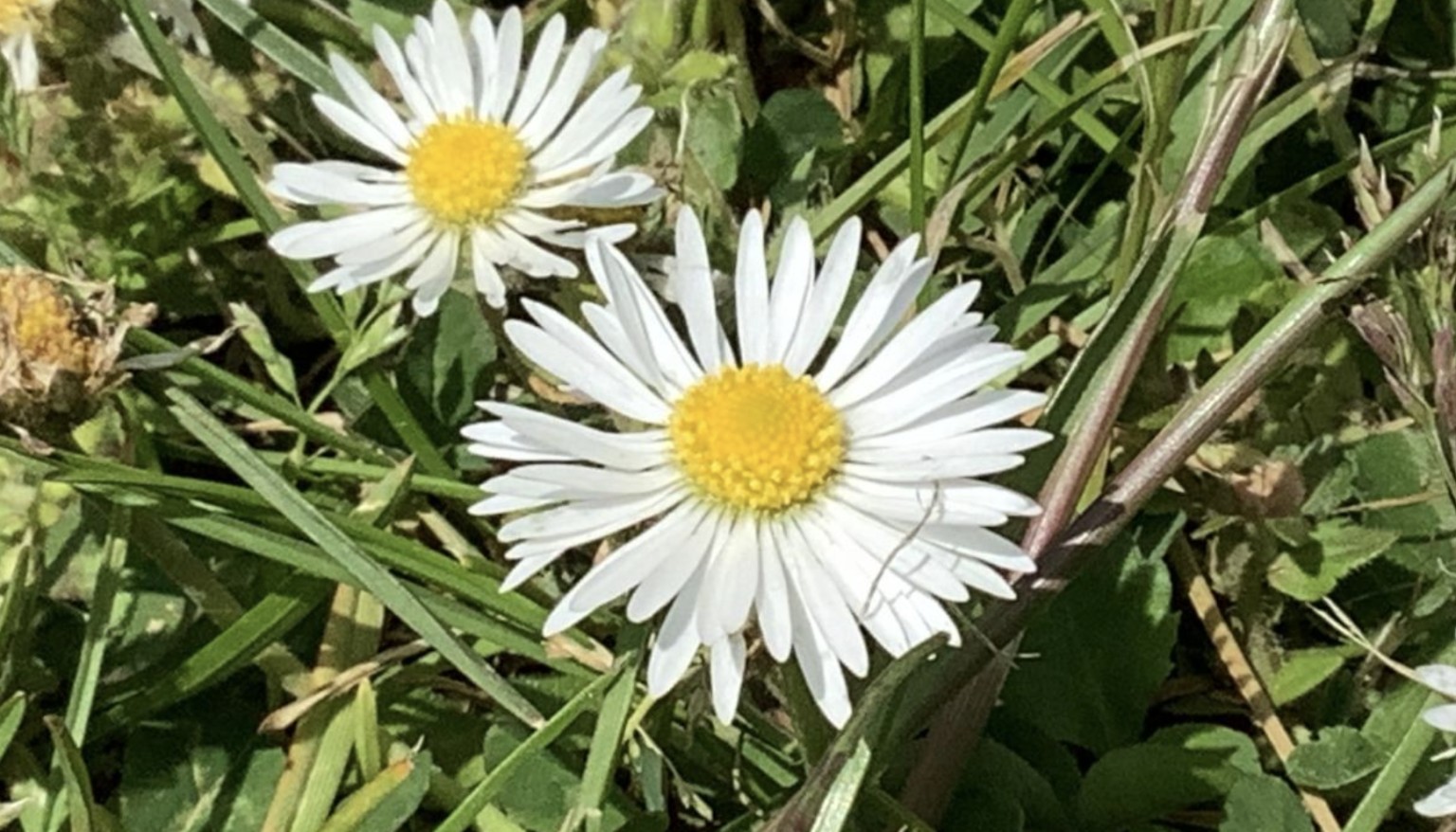Daisy