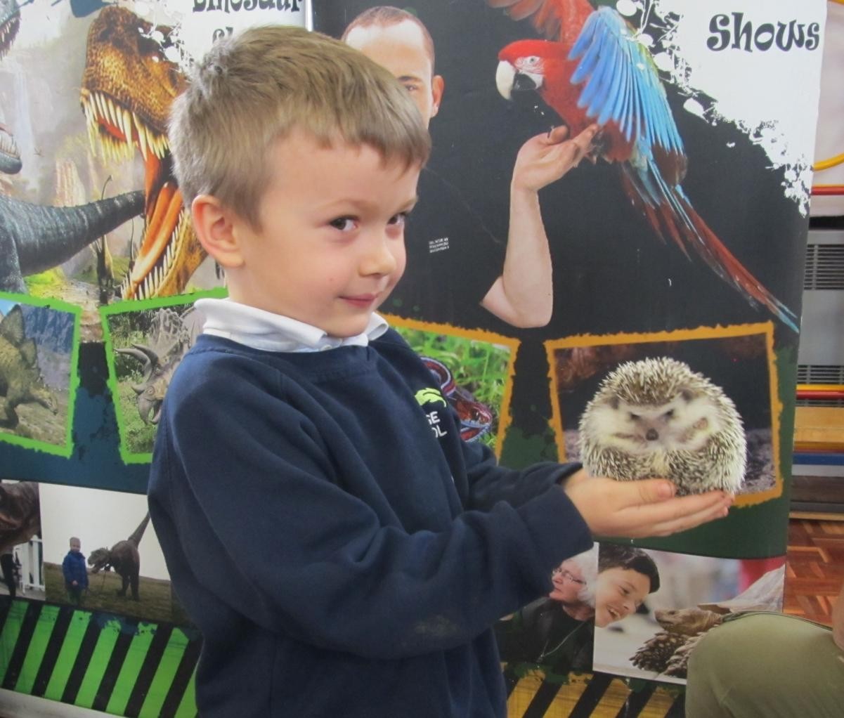 Hedgehog