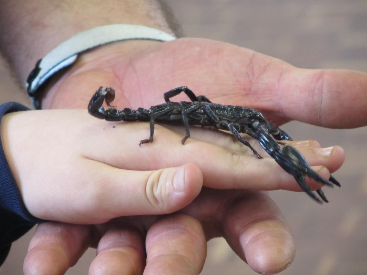 Scorpian