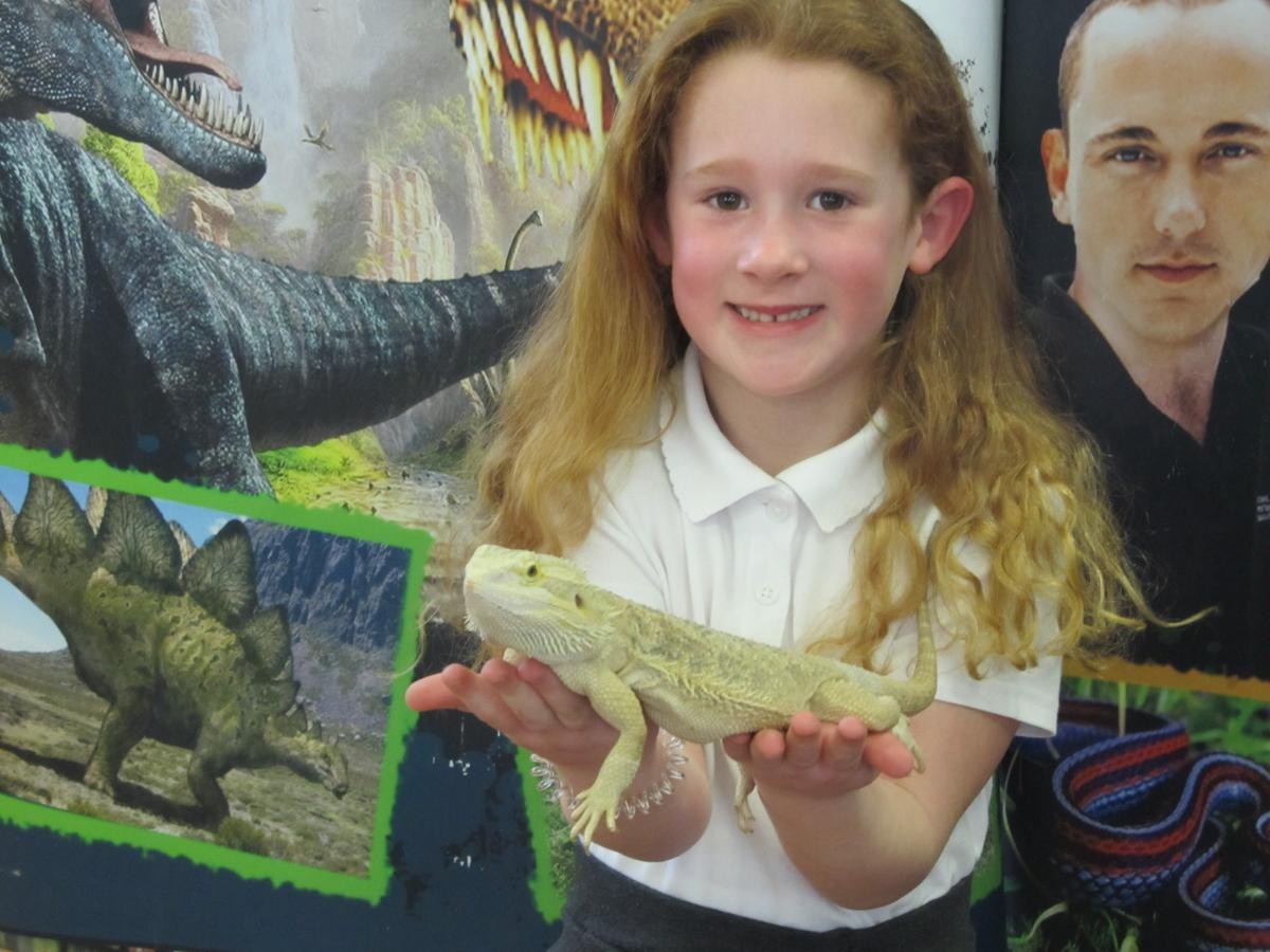 Bearded Dragon