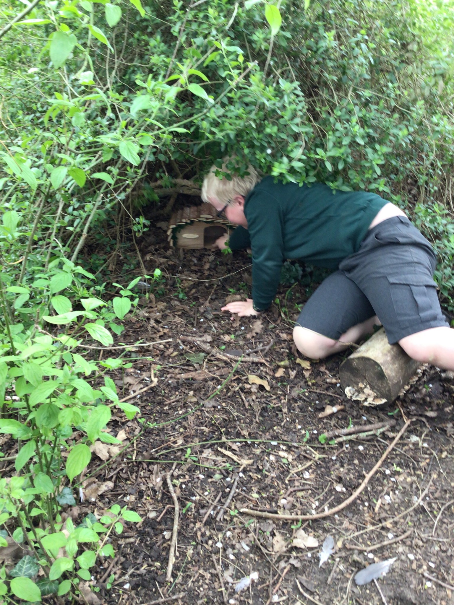 hedgehog house