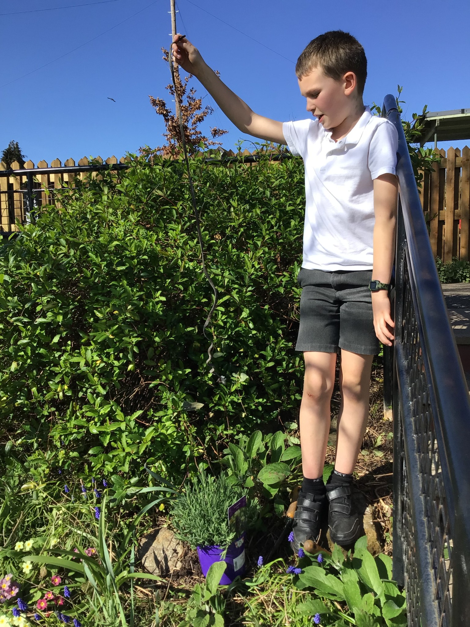 planting lavender