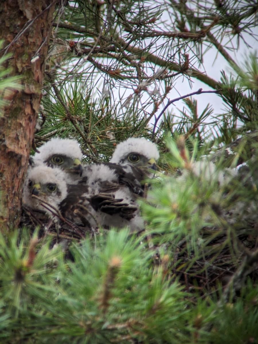Sparrow Hawks in our nature garden - Science life cycles 