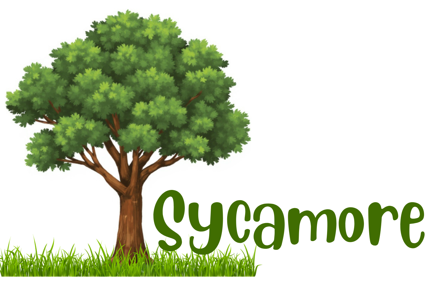 Sycamore
