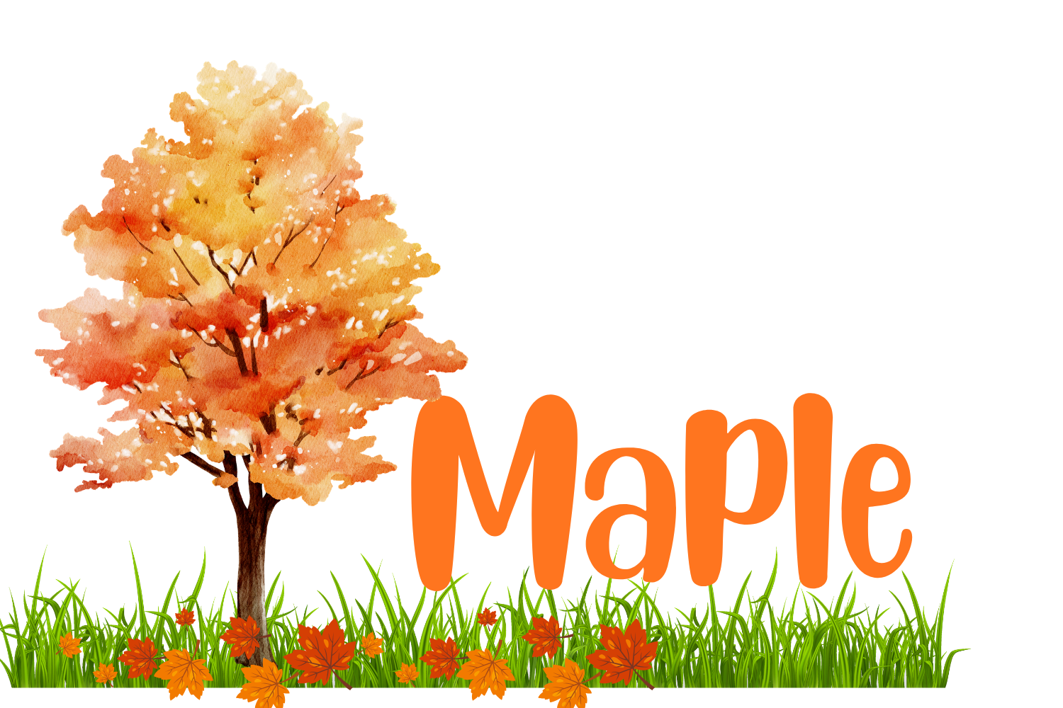 Maple