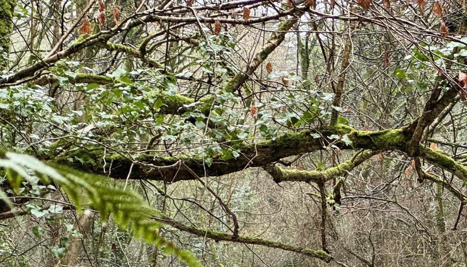 Year 6 Geography Trip to St Nectan's Glen