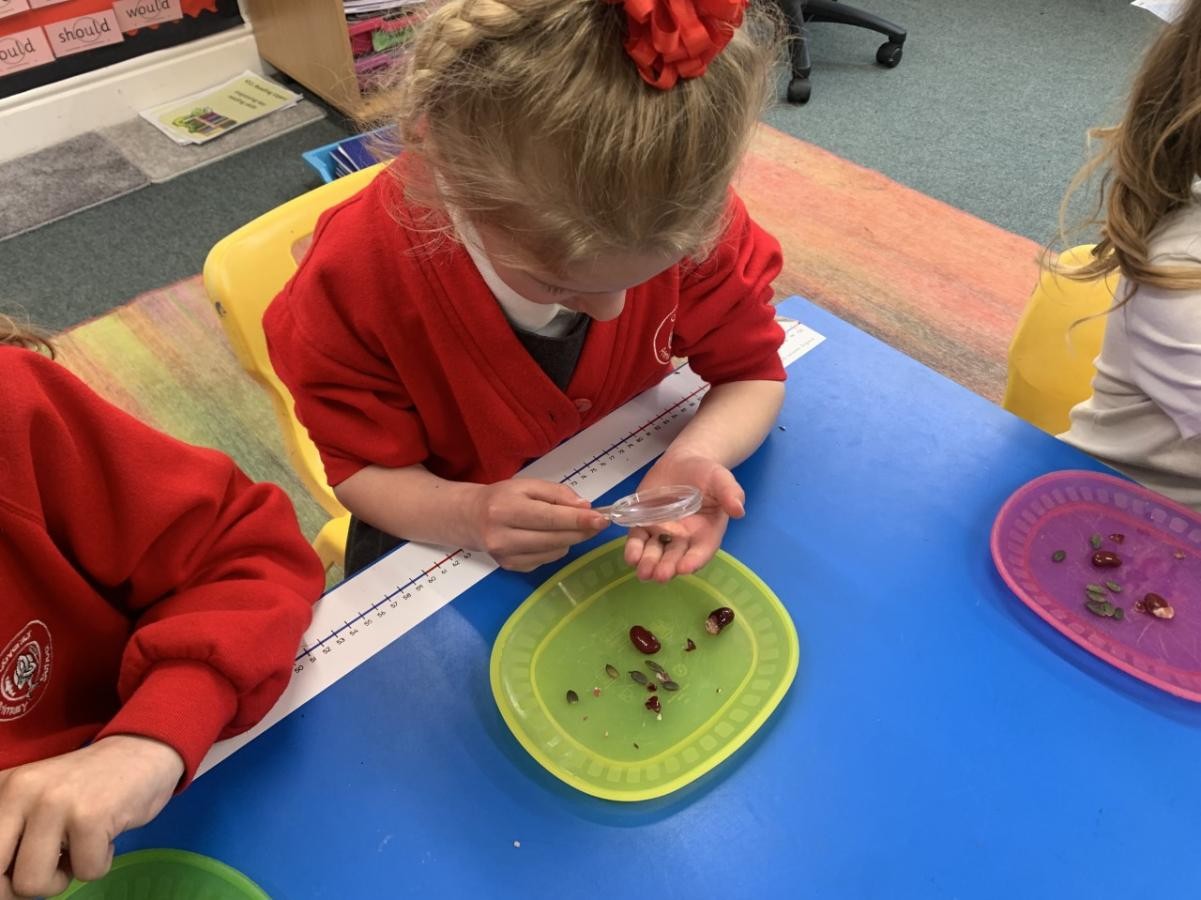 Dissecting seeds in Science 