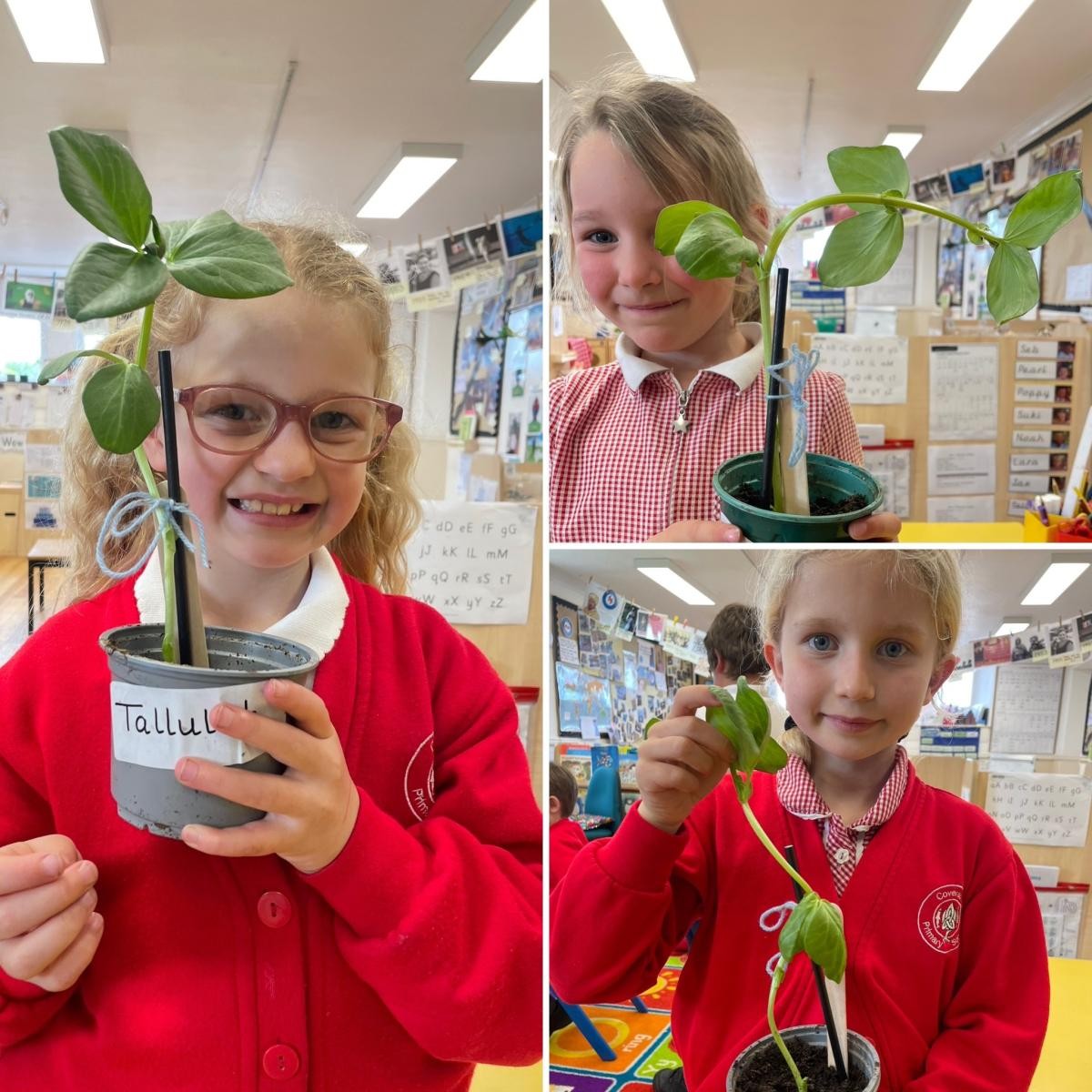 Look at the broad bean plants that we have grown!