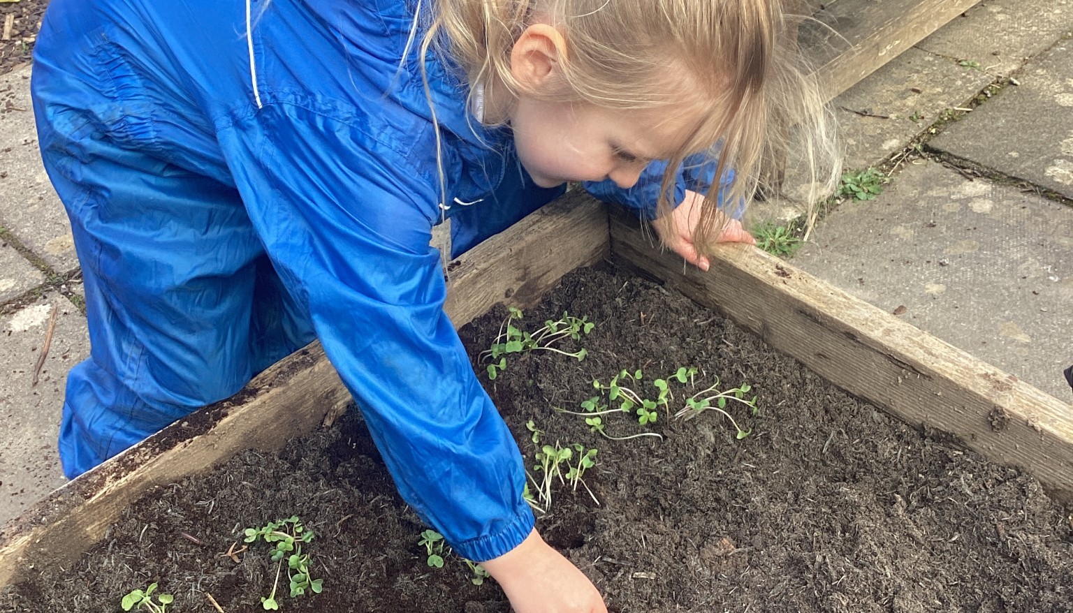 Planting 