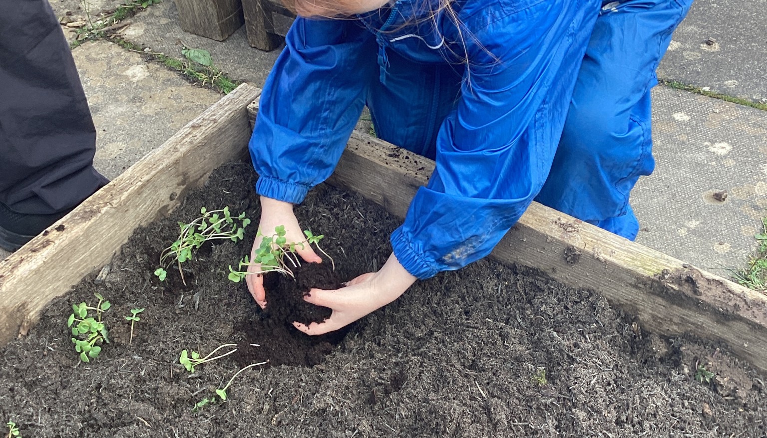 Planting our own raddishes