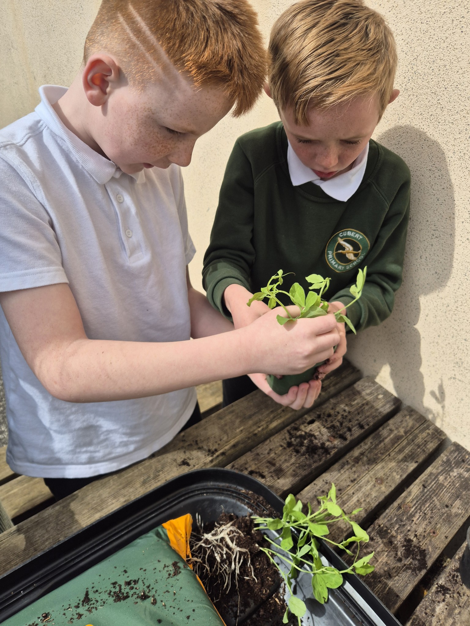 Discovering what it is that plants need to grow the most.