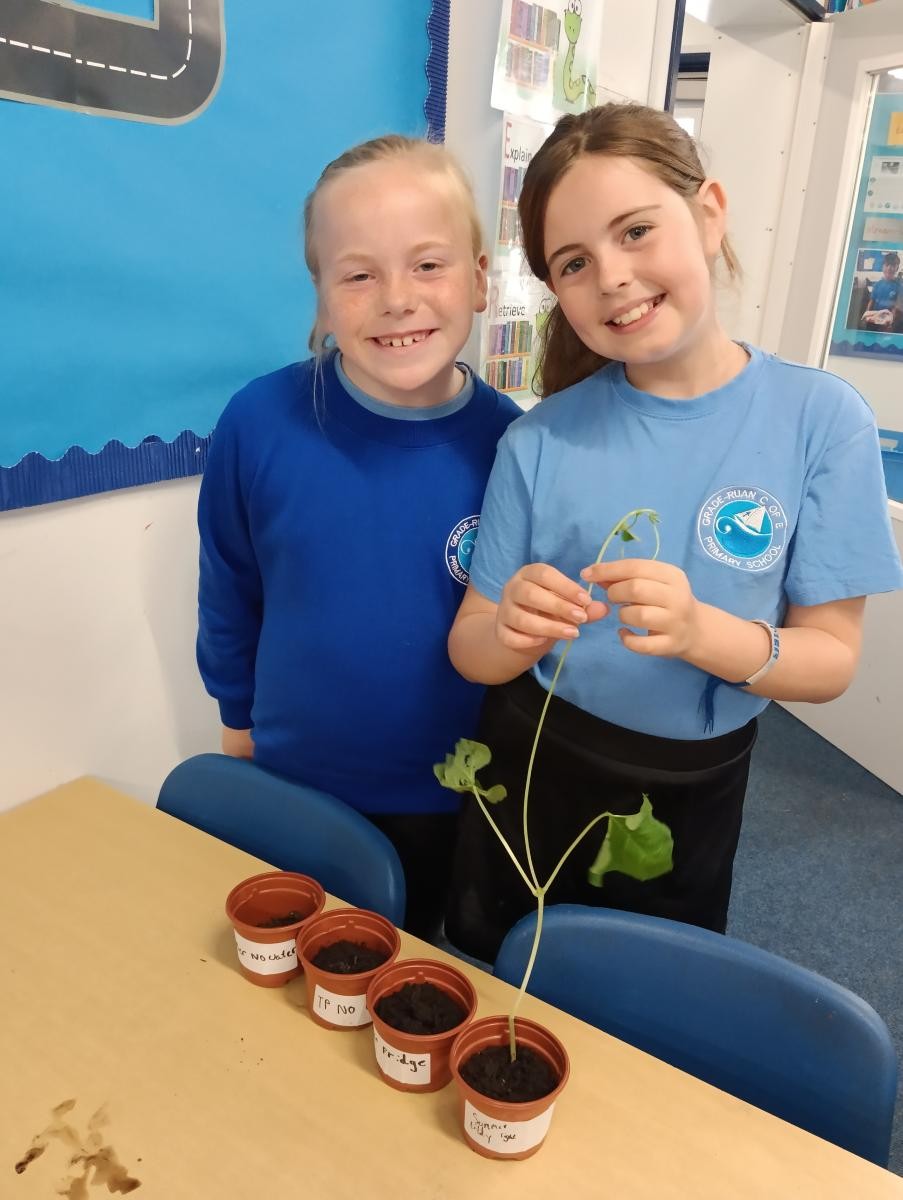May - Our investigation: What do plants need to survive?