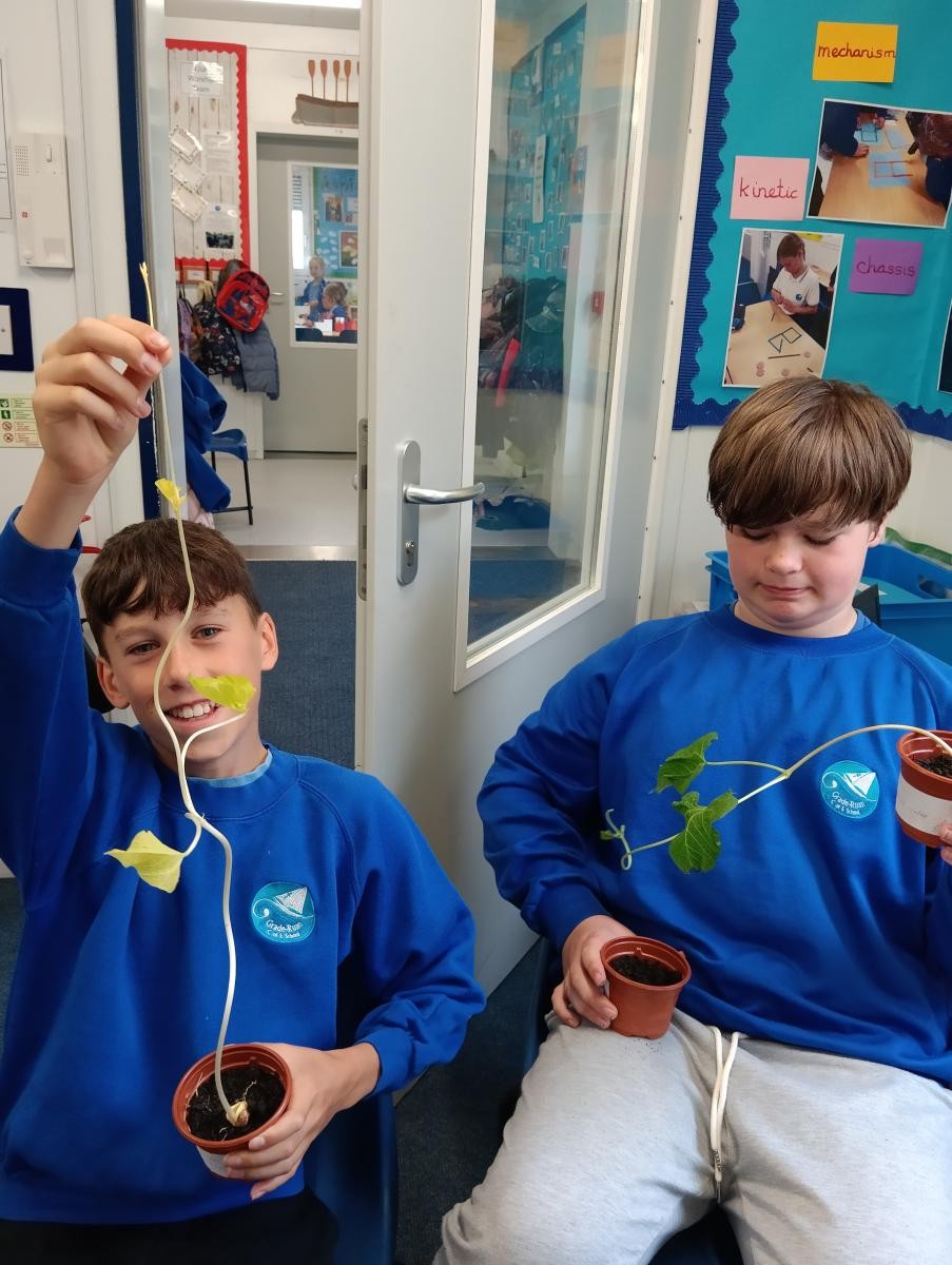 May - Our investigation: What do plants need to survive?