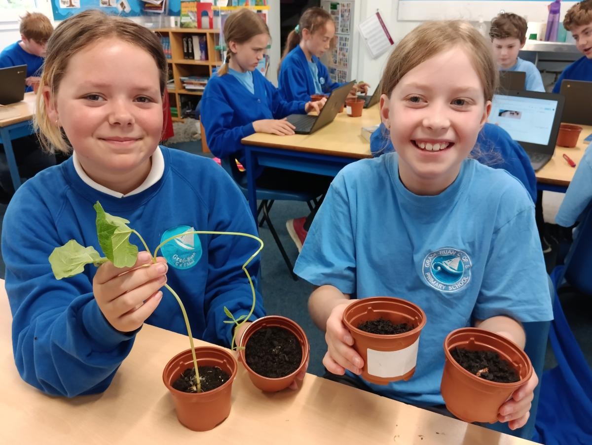 May - Our investigation: What do plants need to survive?