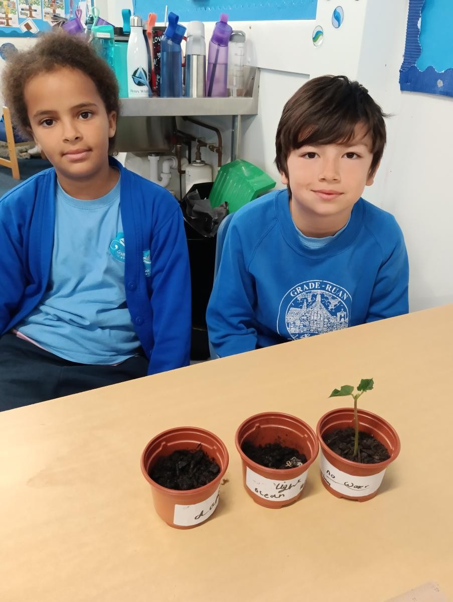 May - Our investigation: What do plants need to survive?