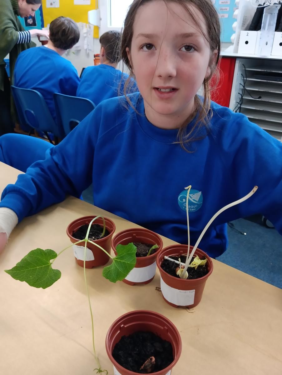 May - Our investigation: What do plants need to survive?