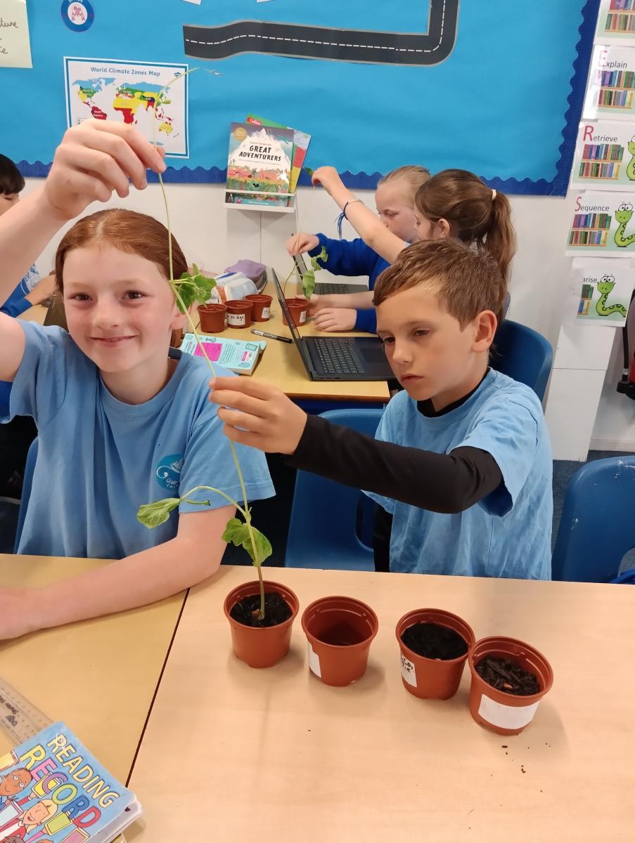 May - Our investigation: What do plants need to survive?