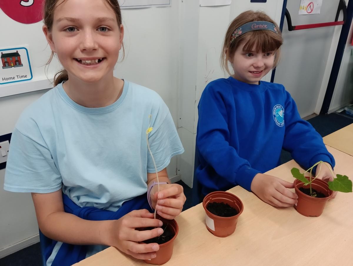 May - Our investigation: What do plants need to survive?