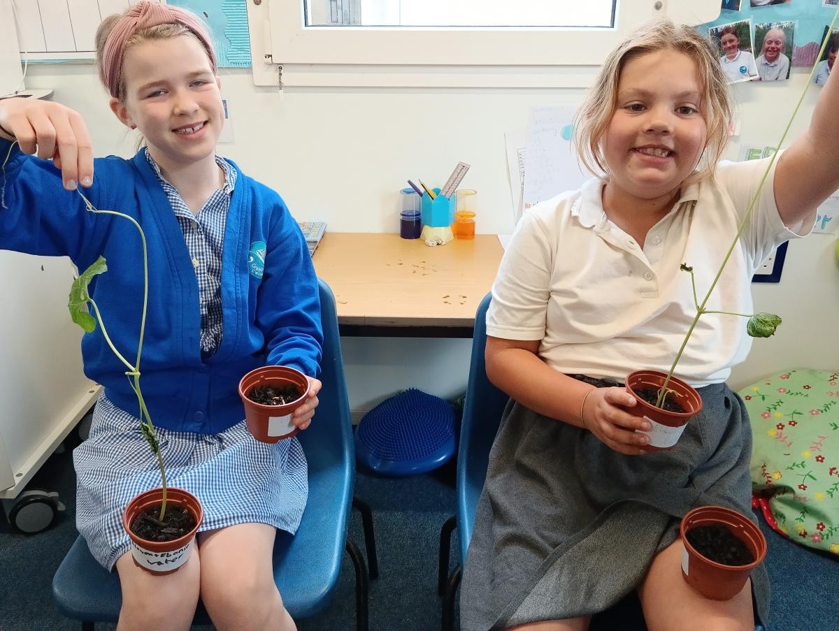 May - Our investigation: What do plants need to survive?
