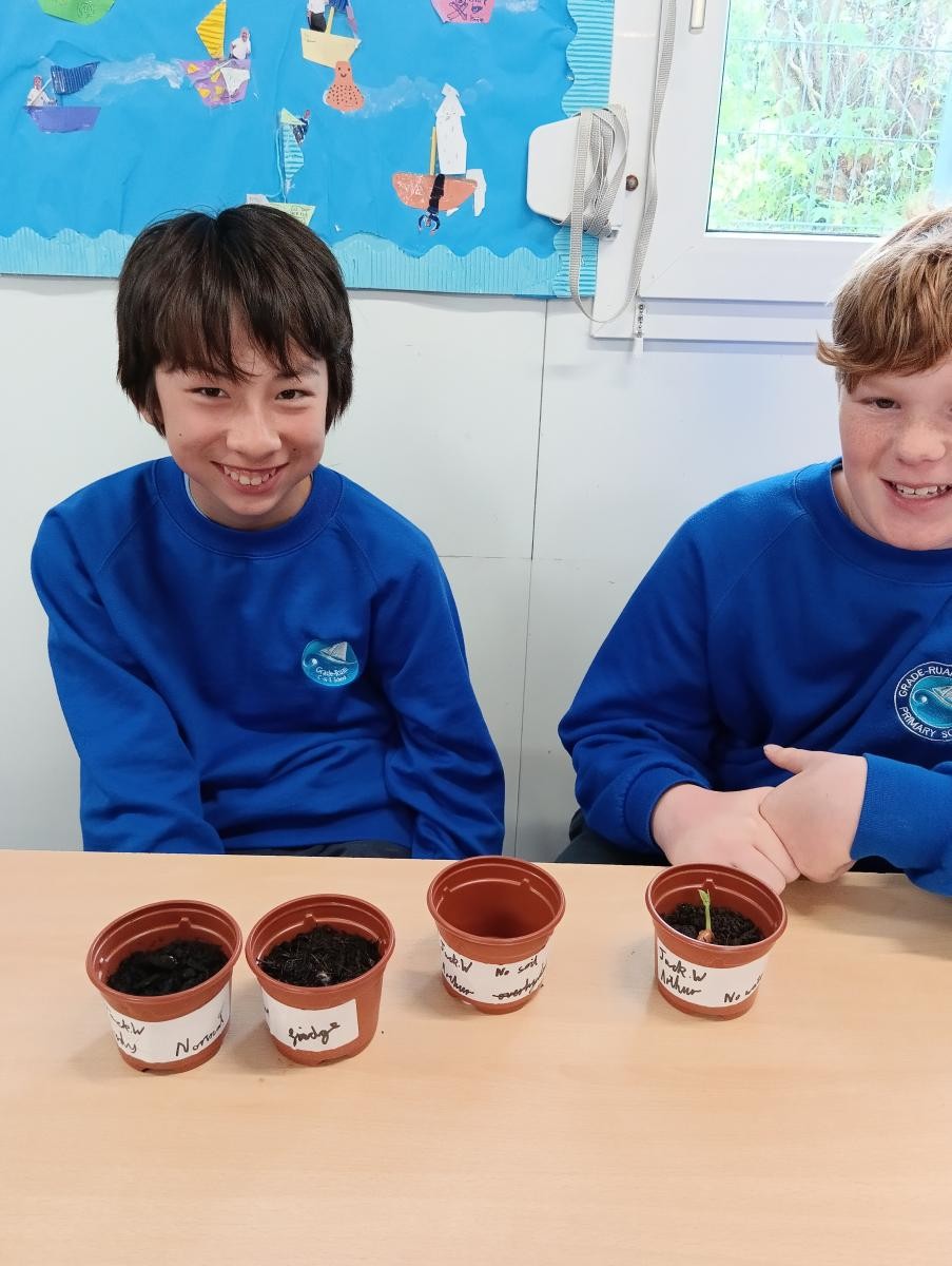 May - Our investigation: What do plants need to survive?