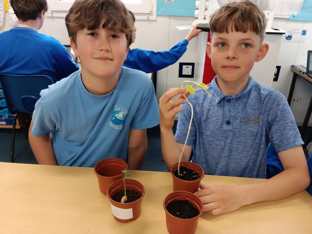 May - Our investigation: What do plants need to survive?