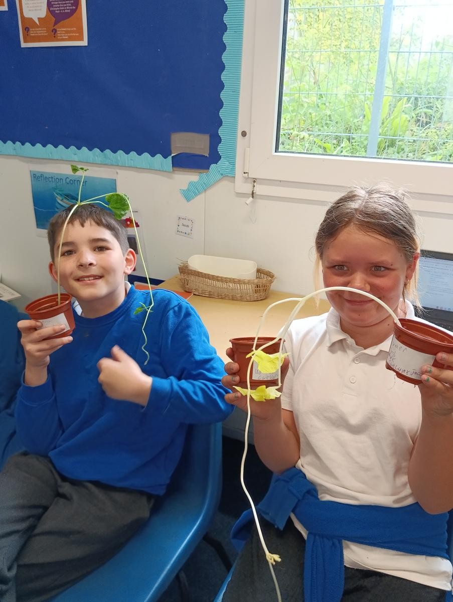 May - Our investigation: What do plants need to survive?
