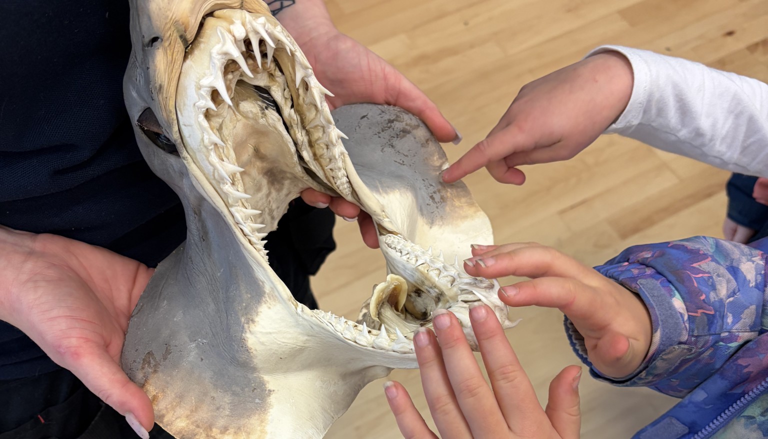 Wow Day shark teeth from the Blue Reef Aquarium.