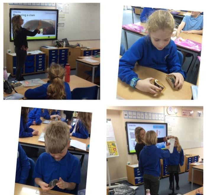 Exploring molluscs